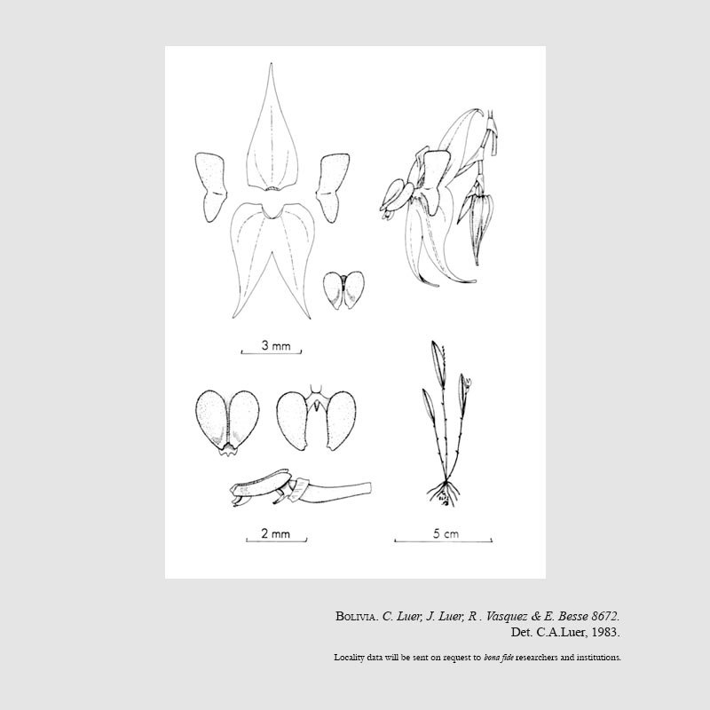 Lepanthes puck