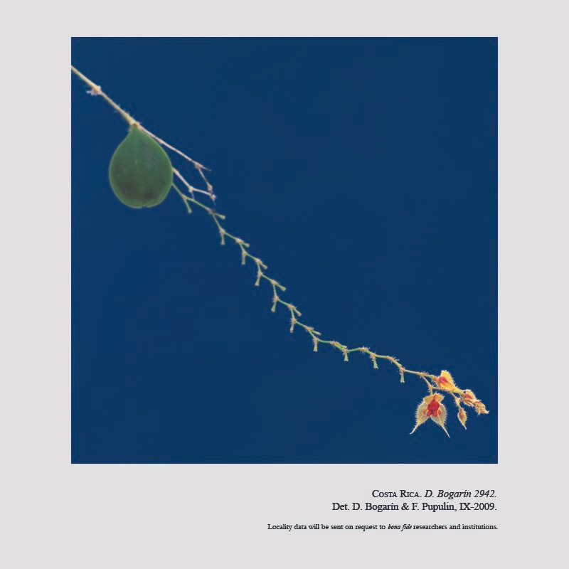 Lepanthes caroli-lueri