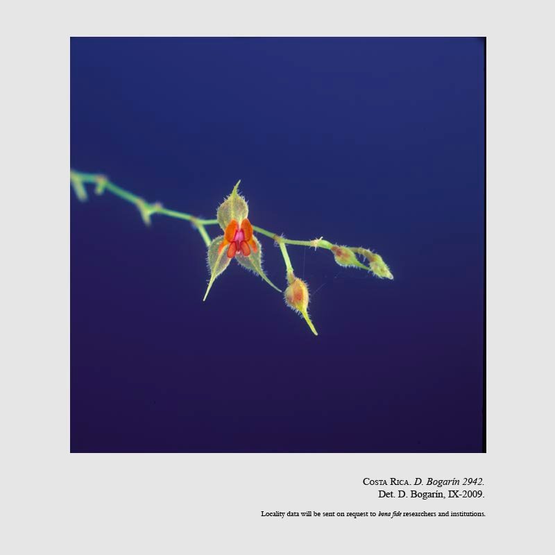 Lepanthes caroli-lueri