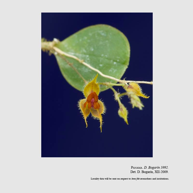 Lepanthes caroli-lueri