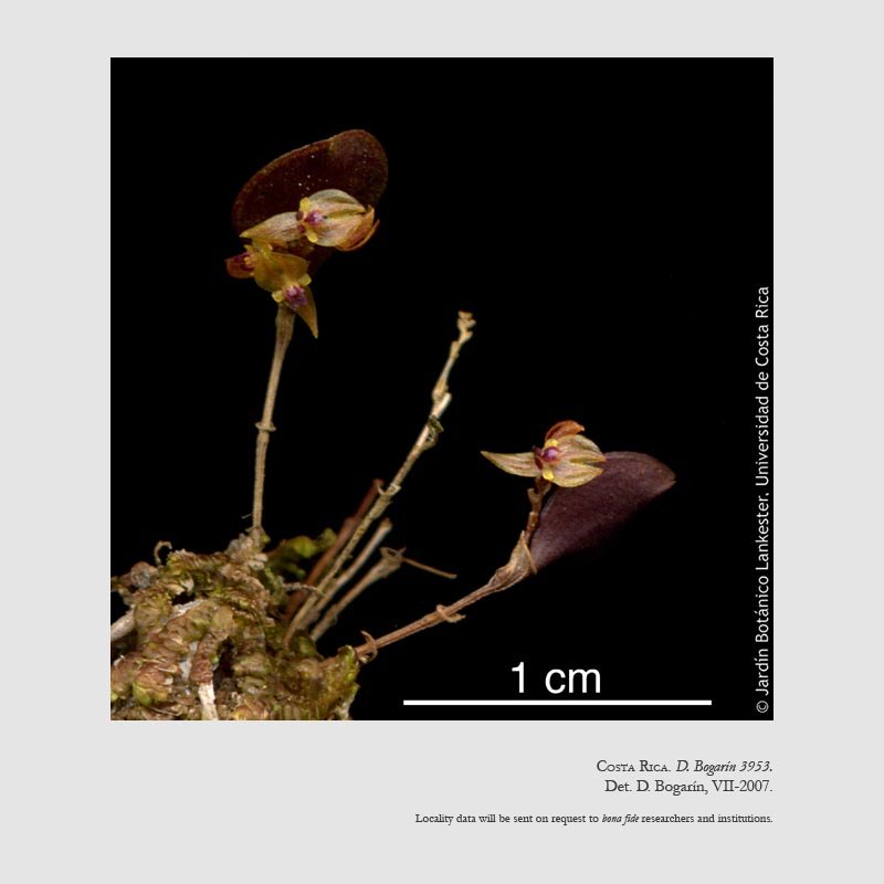 Lepanthes pygmaea