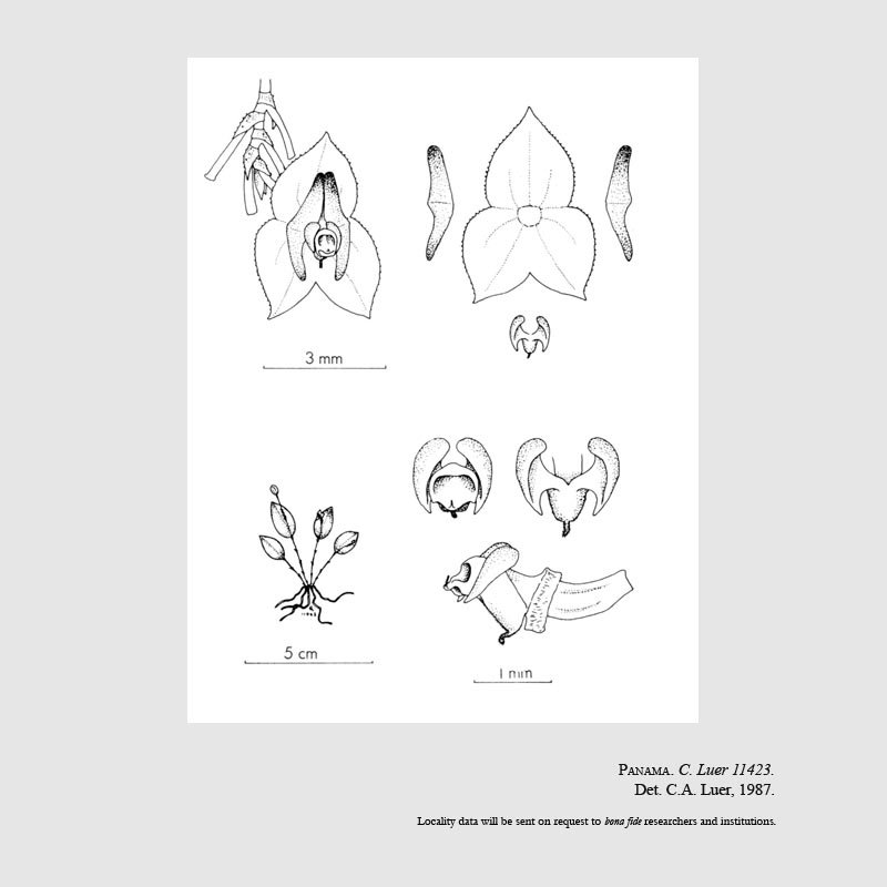 Lepanthes rauhii