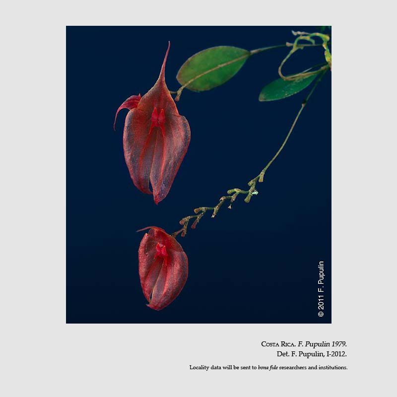 Lepanthes ruberrima
