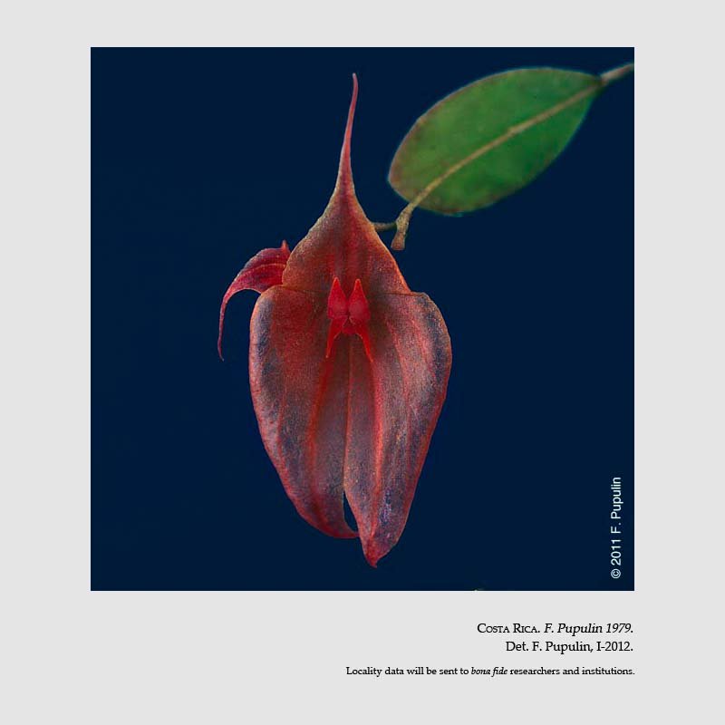 Lepanthes ruberrima