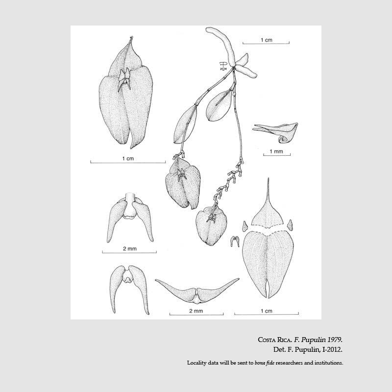 Lepanthes ruberrima