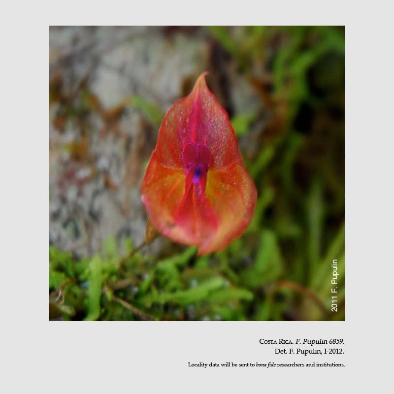 Lepanthes ruberrima