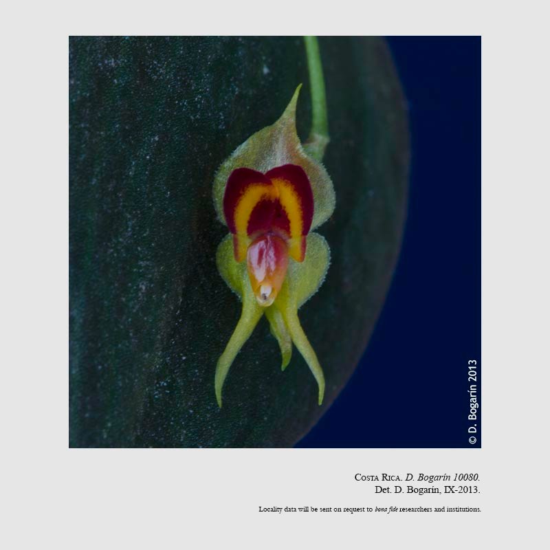 Lepanthes sannio