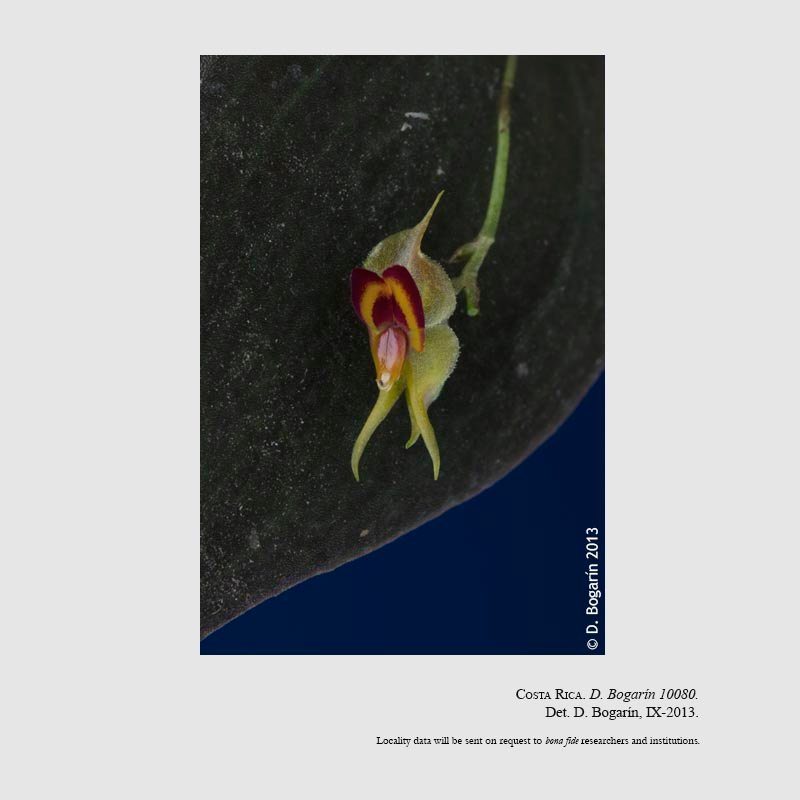 Lepanthes sannio