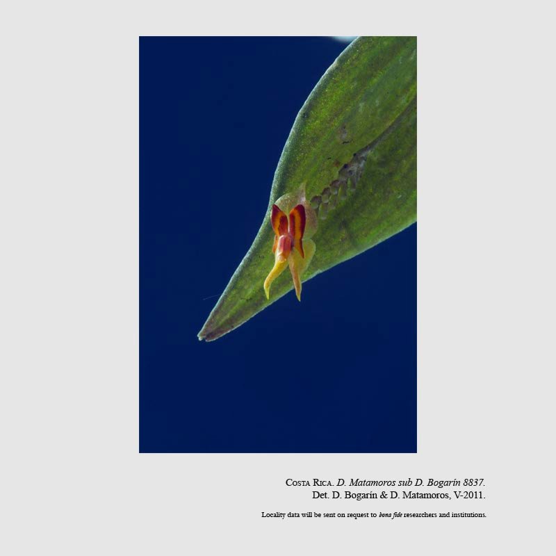 Lepanthes sannio