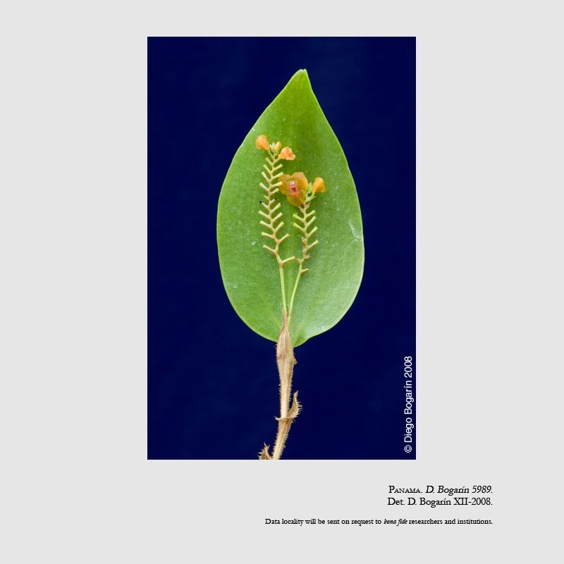 Lepanthes seegeri