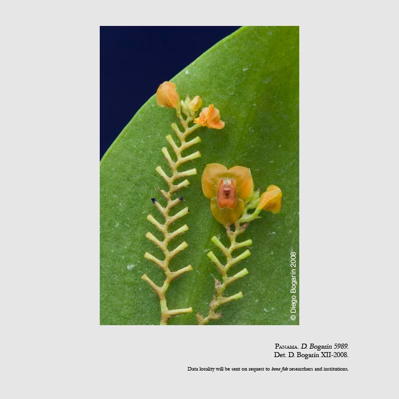 Lepanthes seegeri
