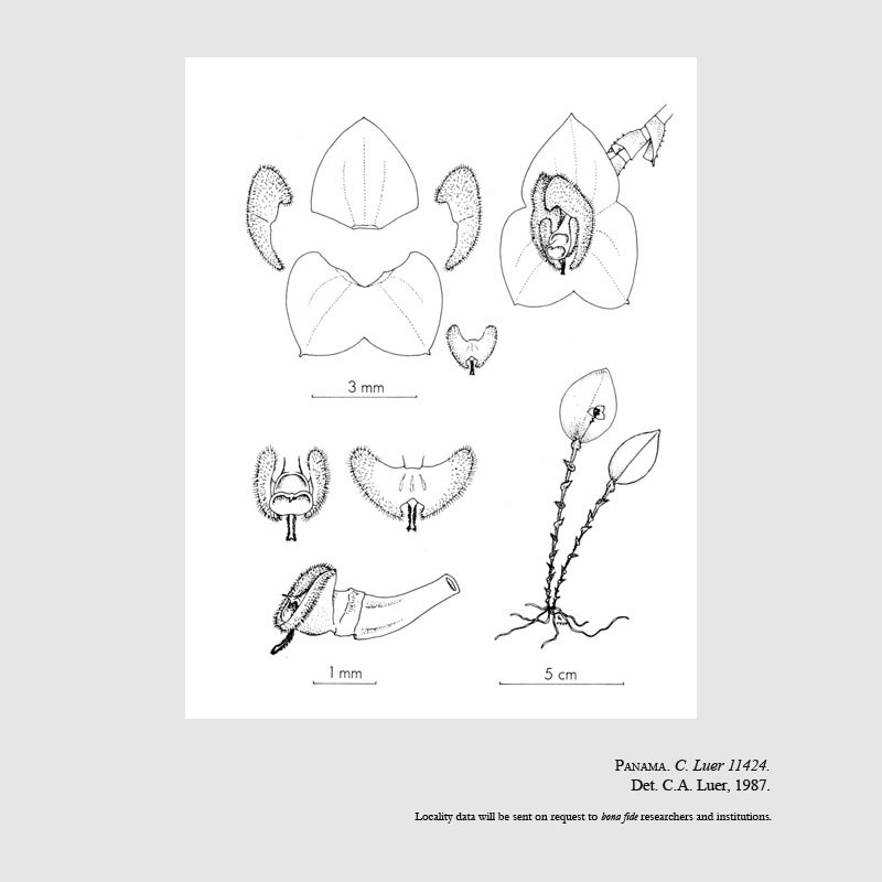 Lepanthes seegeri