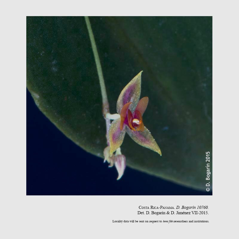 Lepanthes siboei