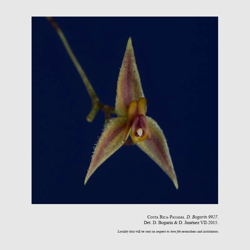 Lepanthes siboei