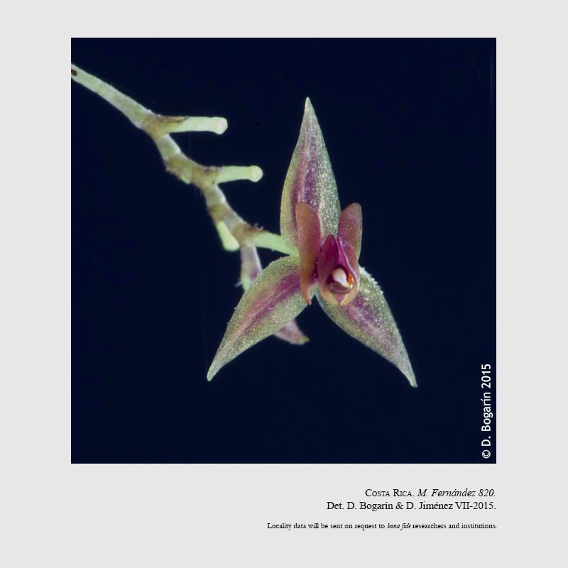Lepanthes siboei