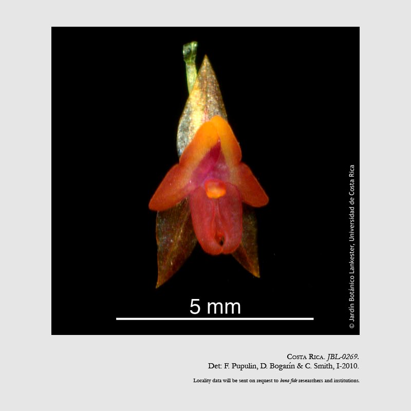 Lepanthes sotoana