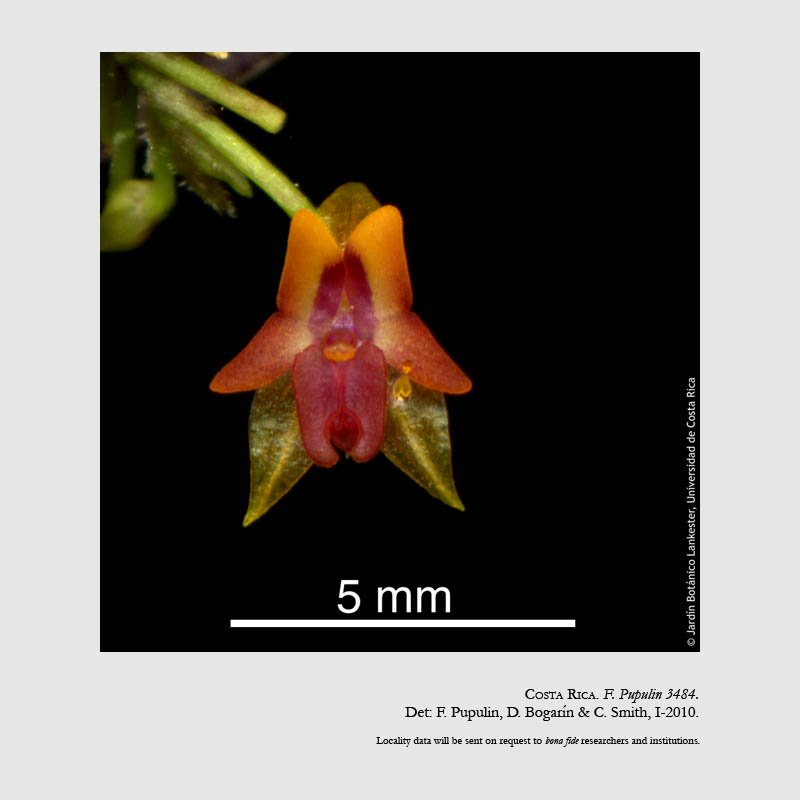 Lepanthes sotoana