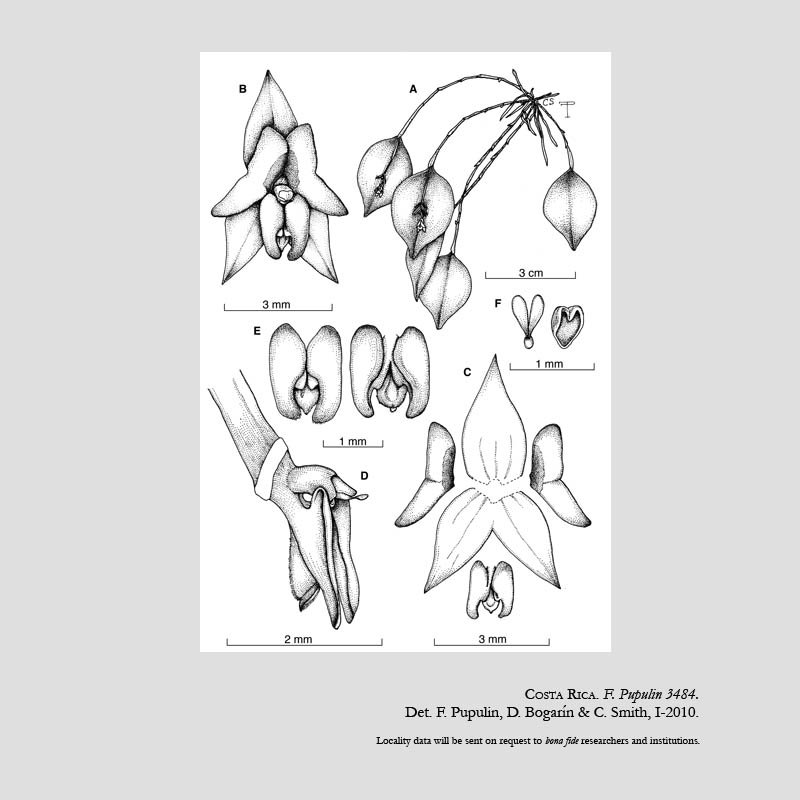 Lepanthes sotoana