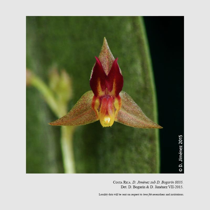 Lepanthes talamancana