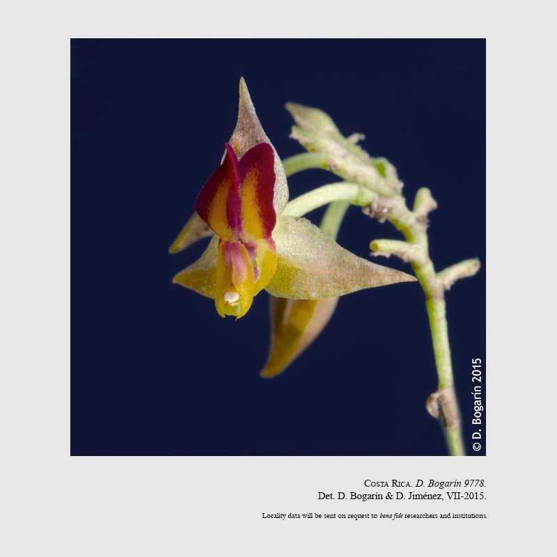 Lepanthes talamancana