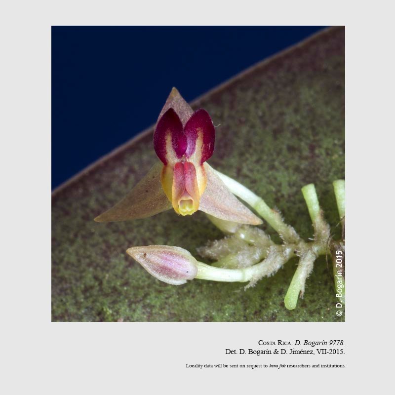 Lepanthes talamancana