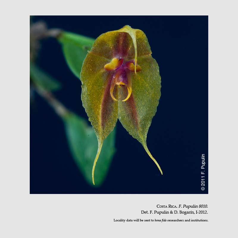 Lepanthes tapantiensis