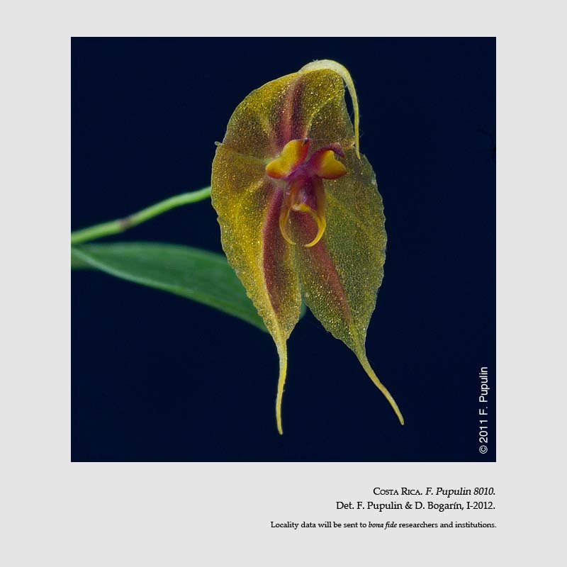 Lepanthes tapantiensis