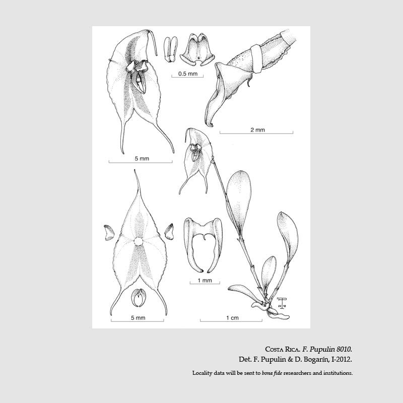 Lepanthes tapantiensis