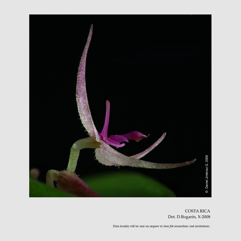 Lepanthes tipulifera