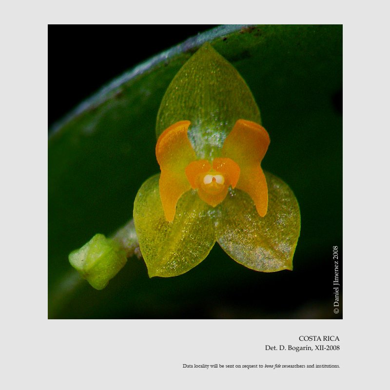 Lepanthes tonduziana