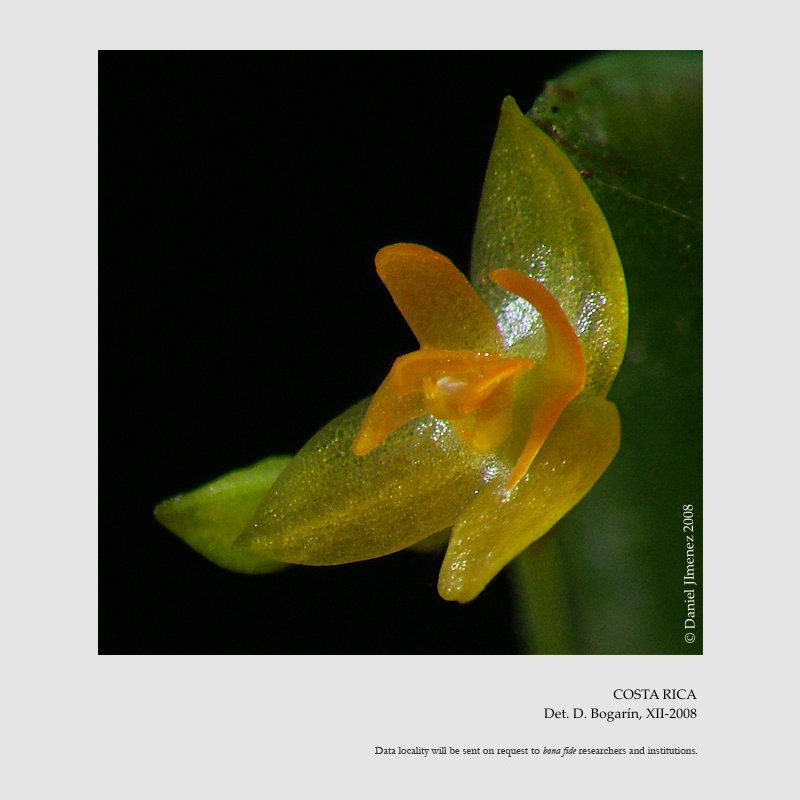 Lepanthes tonduziana