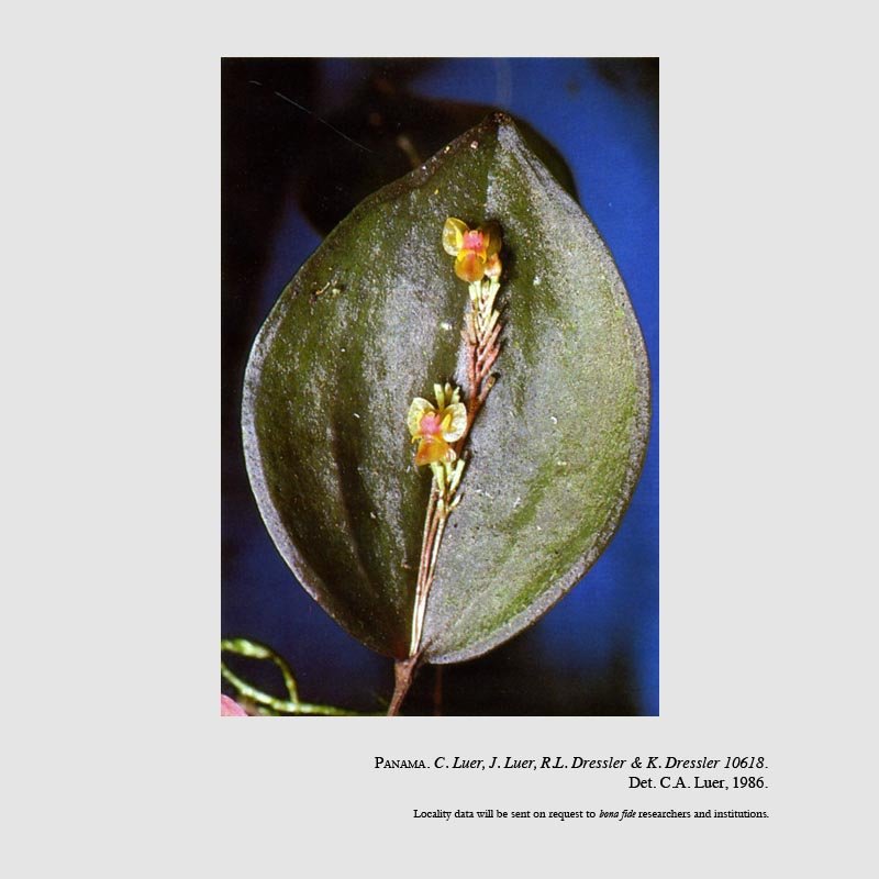 Lepanthes truncata