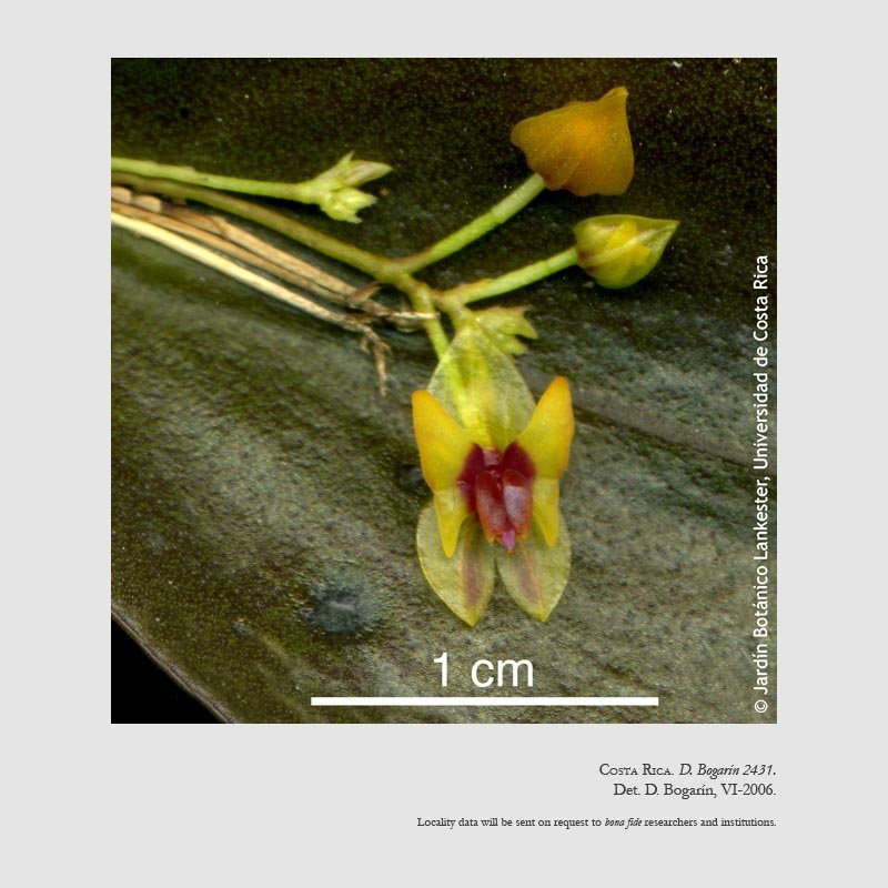 Lepanthes turialvae