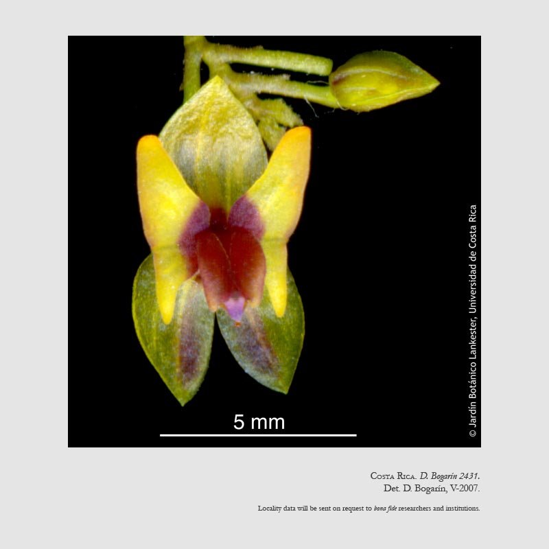 Lepanthes turialvae