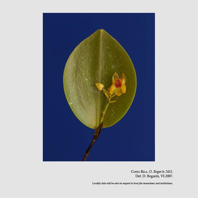 Lepanthes turialvae