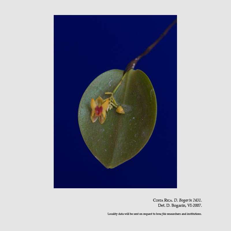Lepanthes turialvae