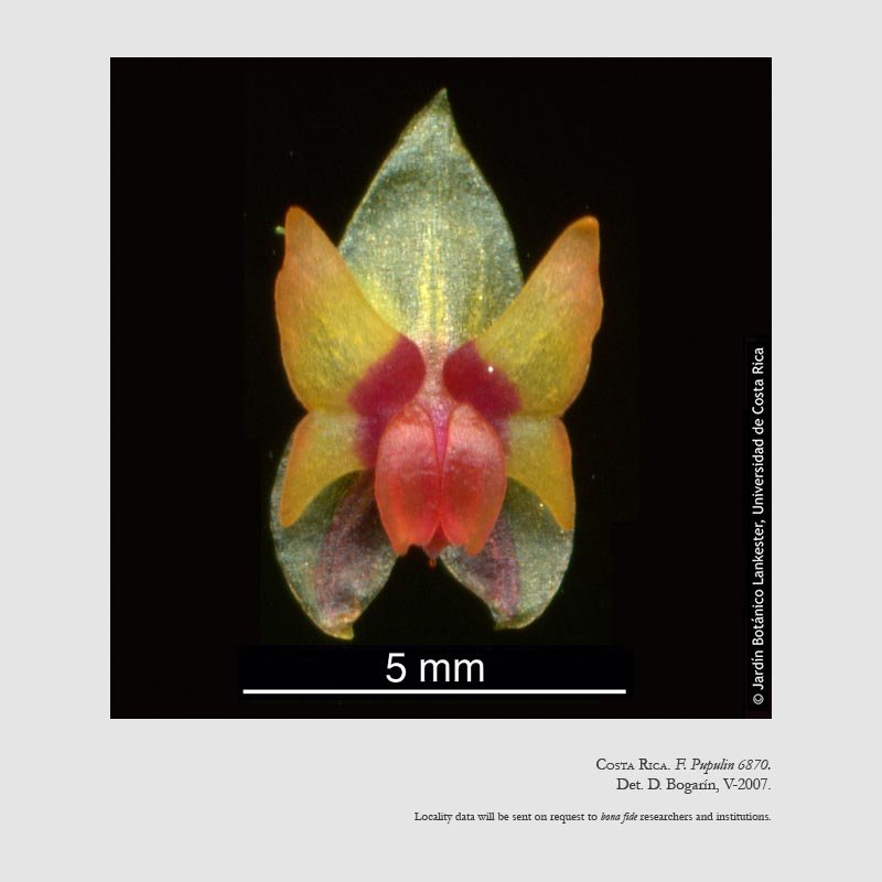 Lepanthes turialvae