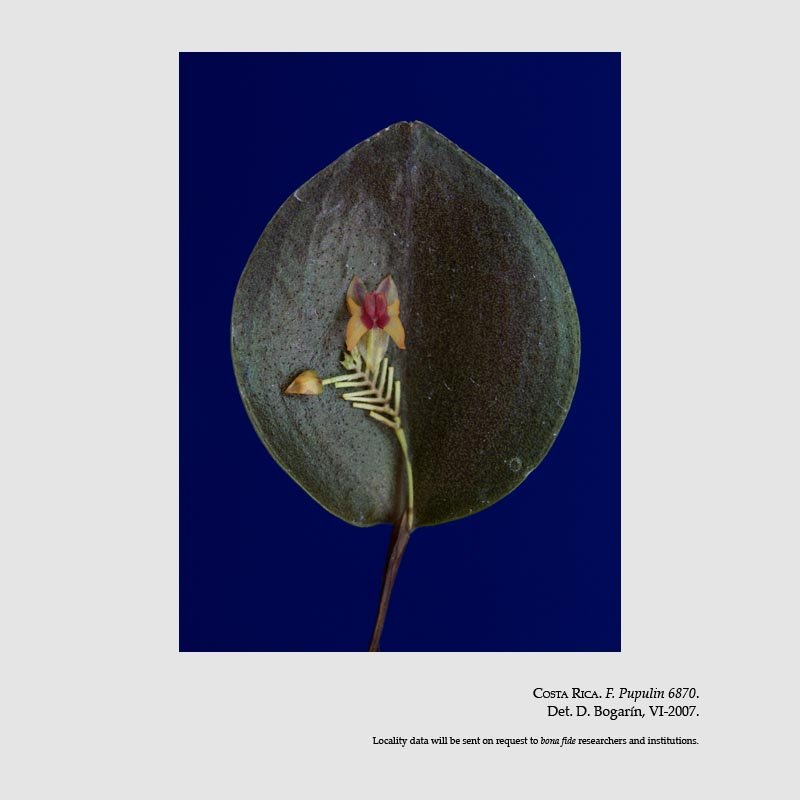 Lepanthes turialvae