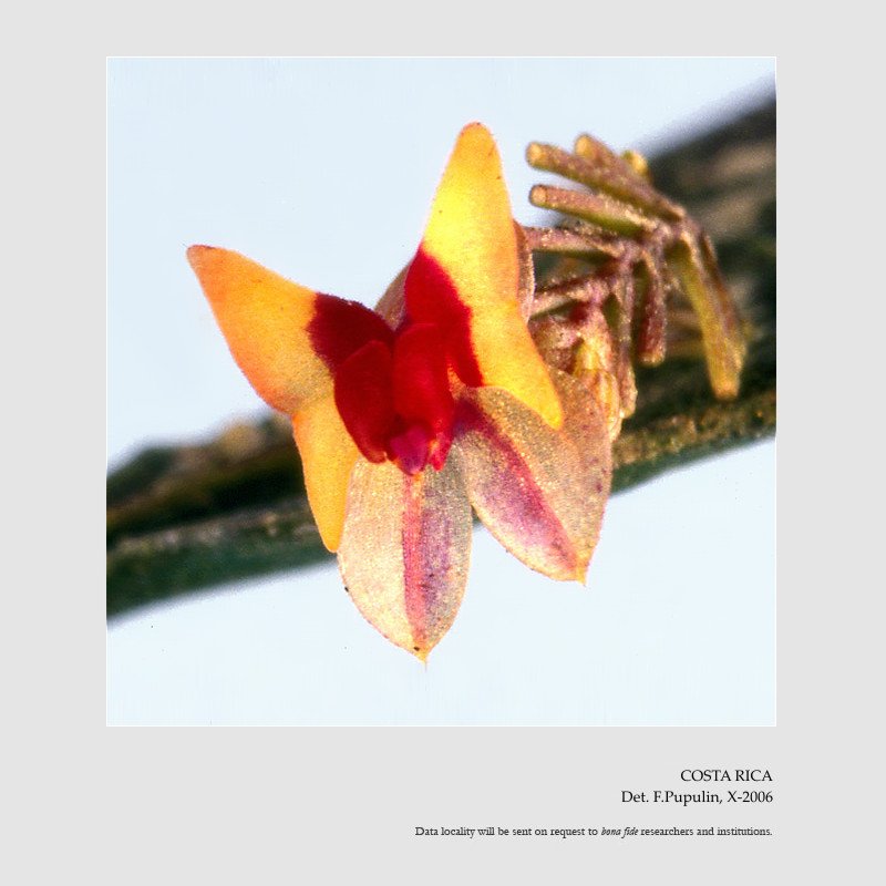 Lepanthes turialvae