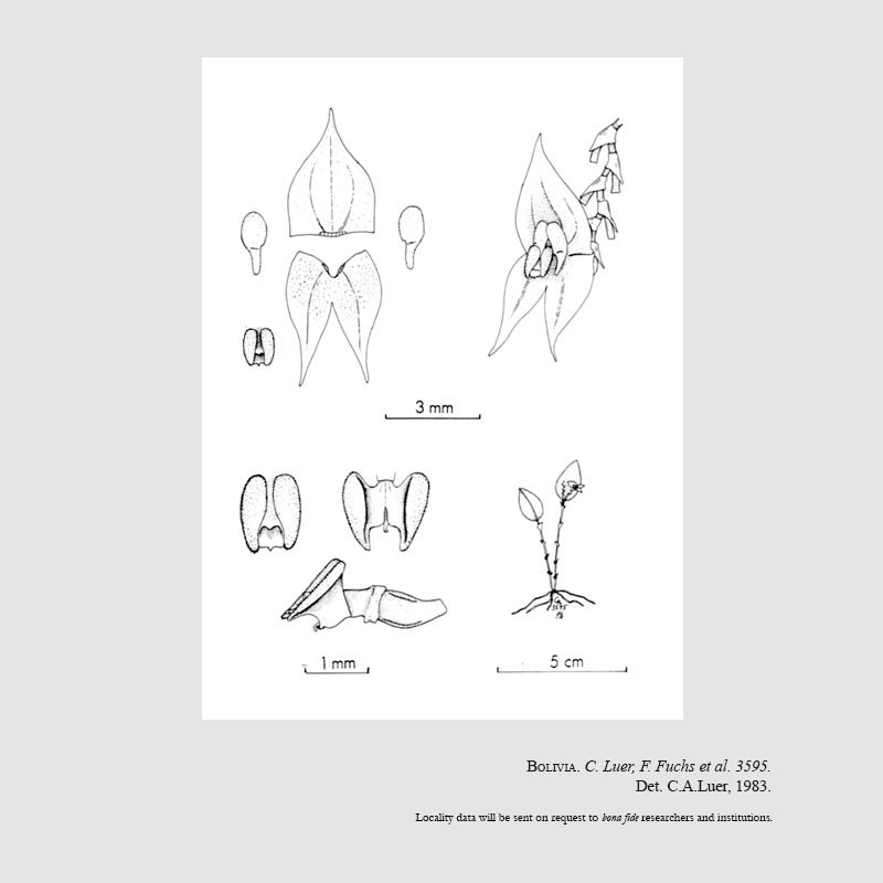 Lepanthes usitata