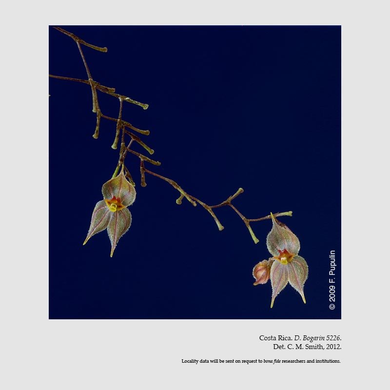 Lepanthes variabilis