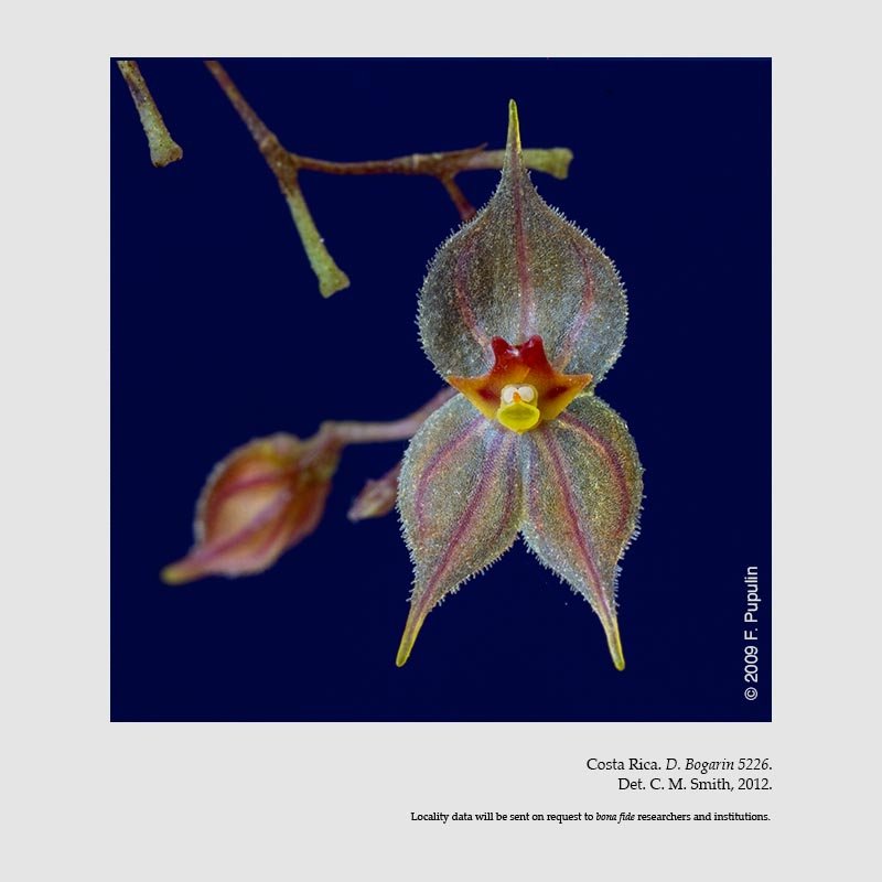 Lepanthes variabilis