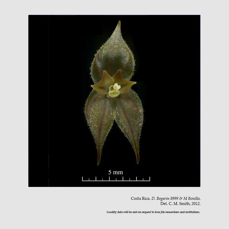 Lepanthes variabilis