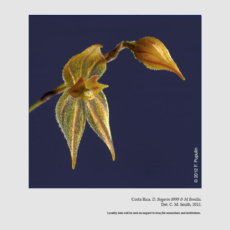 Lepanthes variabilis