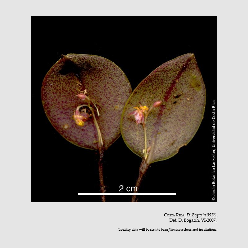 Lepanthes whittenii