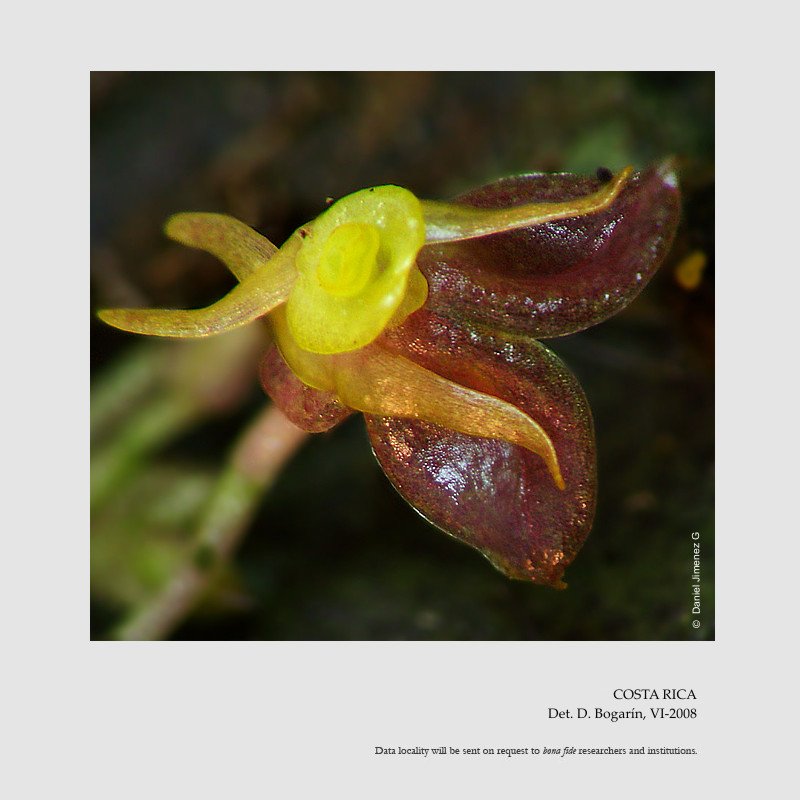 Lepanthes whittenii