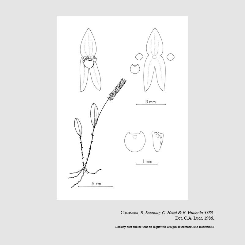 Lepanthopsis pristis