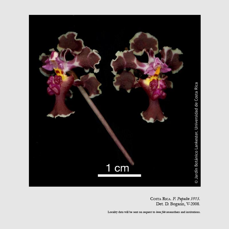 Trichocentrum crispiflorum