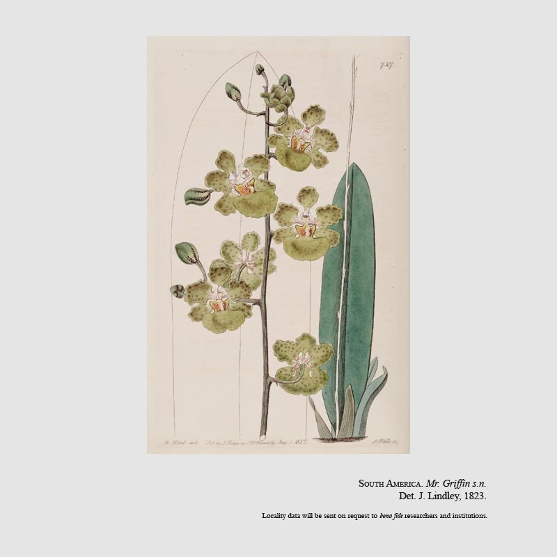 Lophiaris lurida