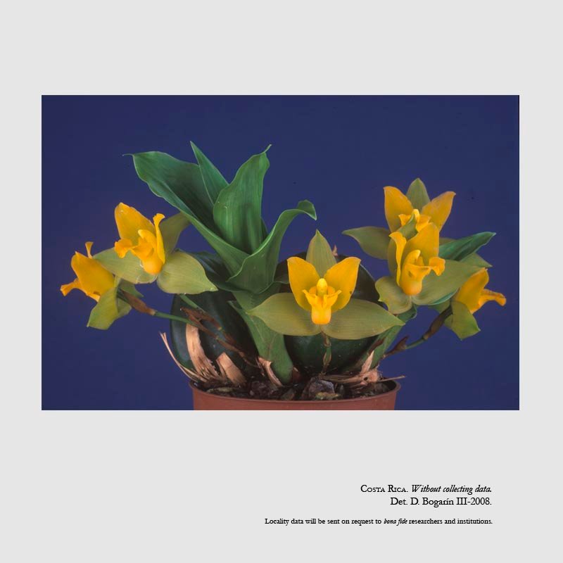 Lycaste bradeorum